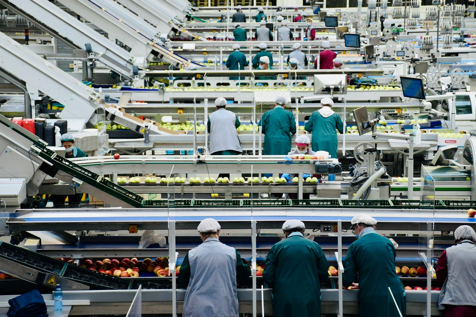 Workers on several parallel packing lines in a busy production plant